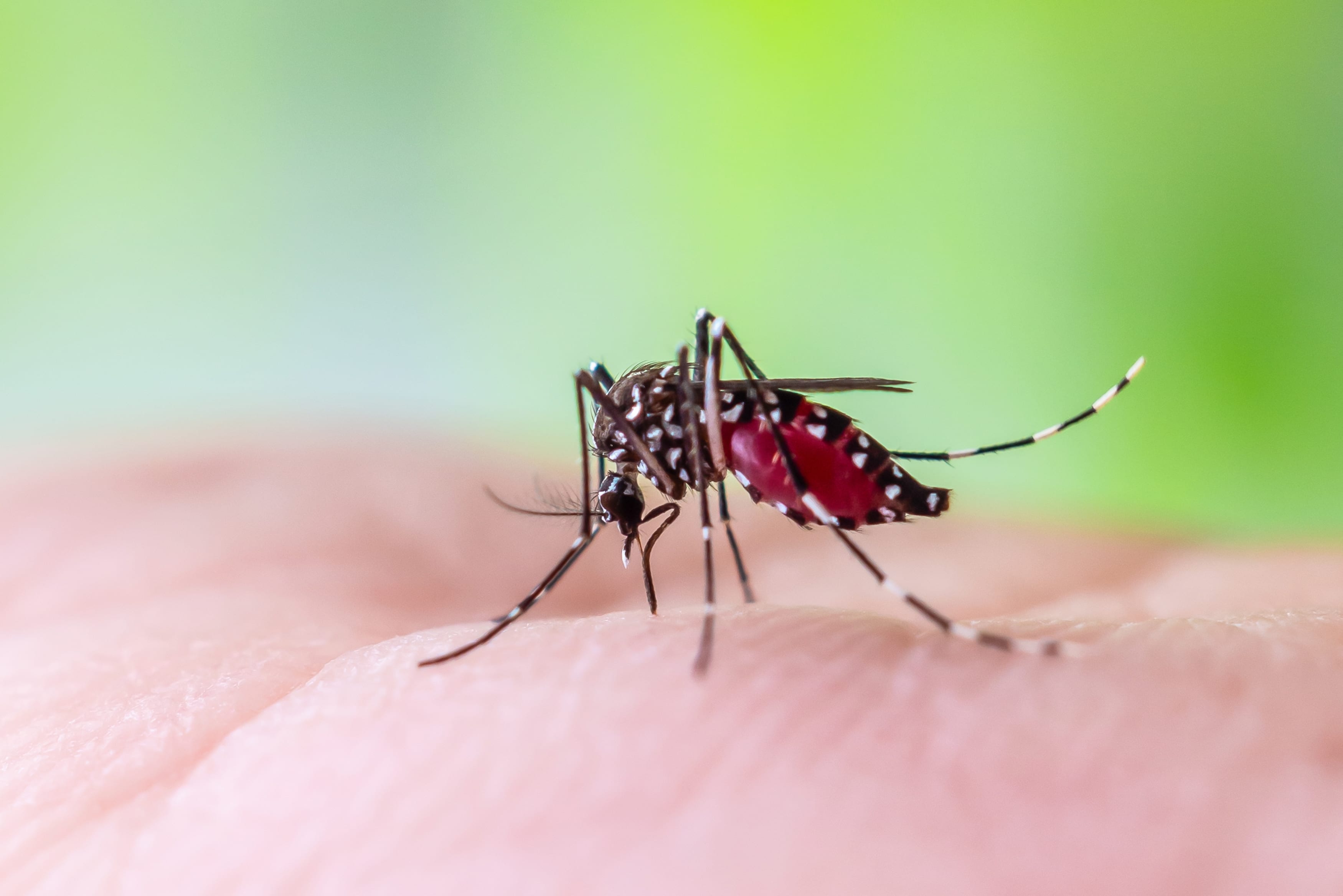 West Nile Virus-Carrying Mosquitoes Found Across Israel