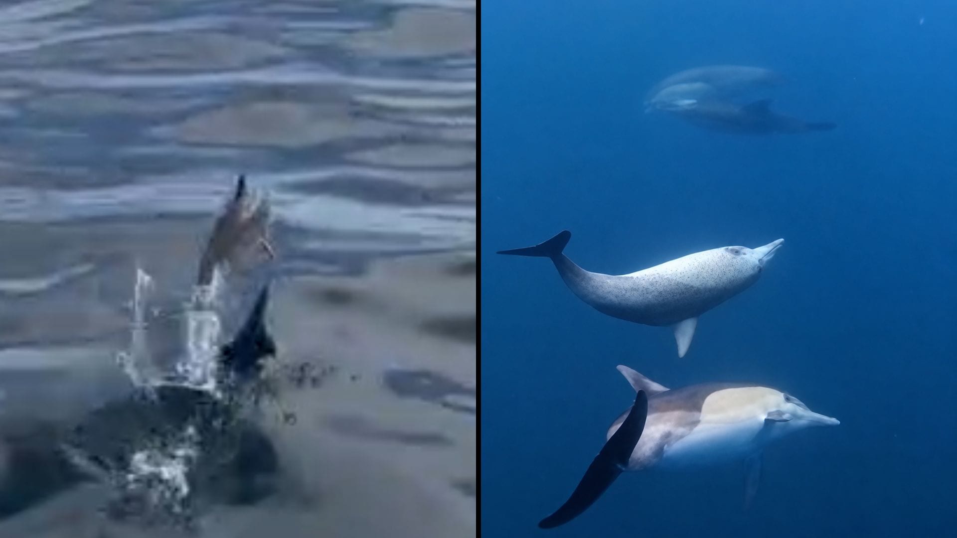 Baby Dolphins Filmed Off Australian Coast | WATCH
