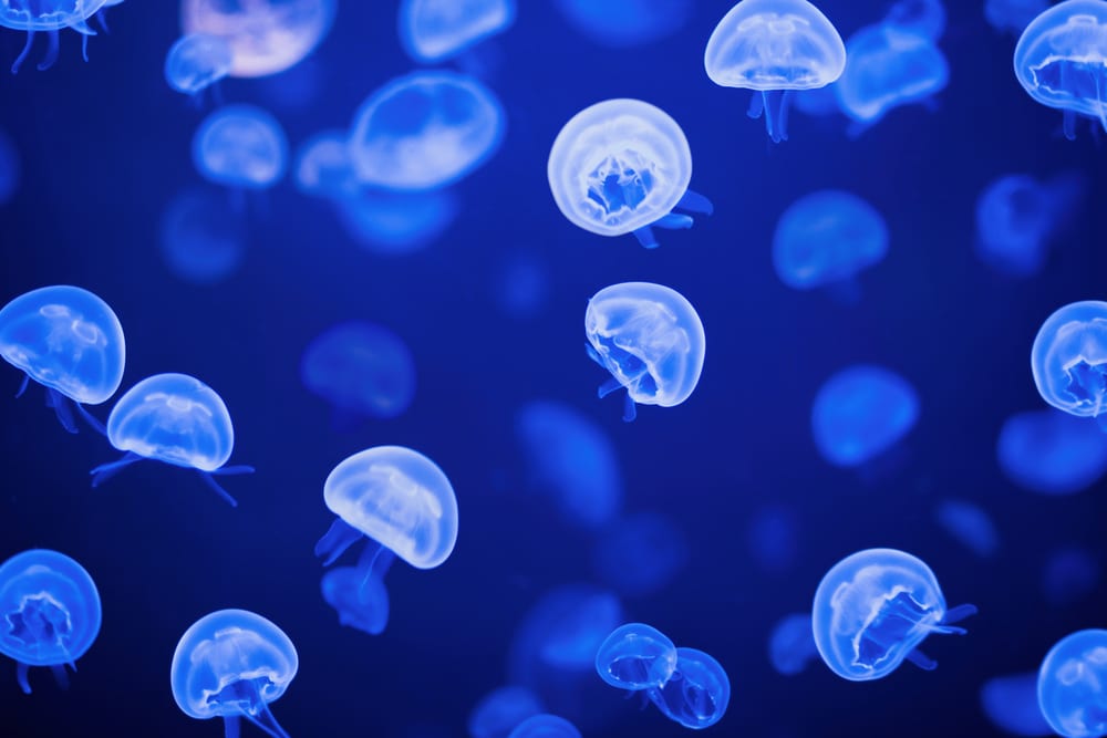 Mediterranean Jellyfish Disappeared Early This Summer