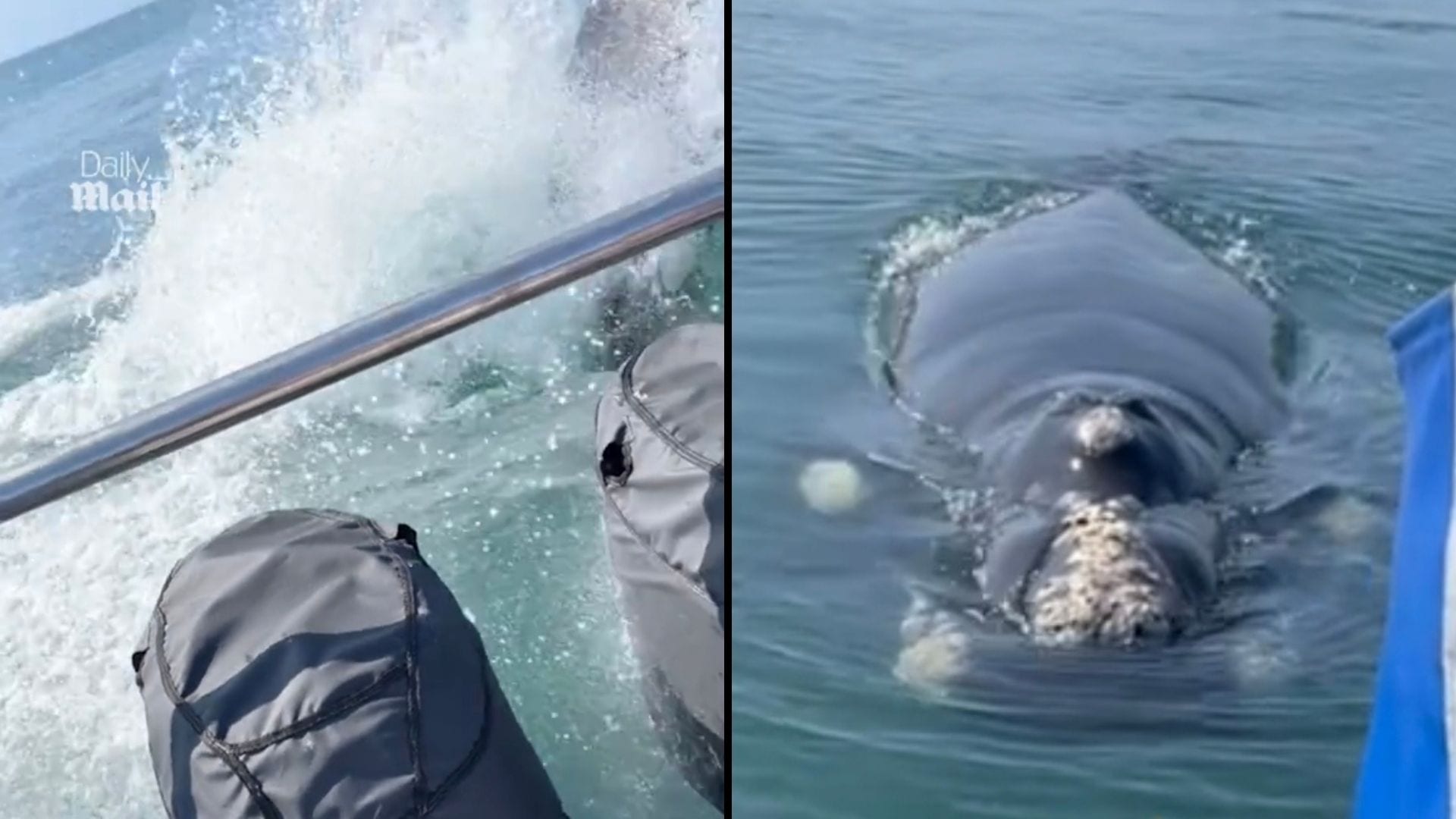Humpback Whale Surfaces Alongside Boat Off South African Coast | WATCH