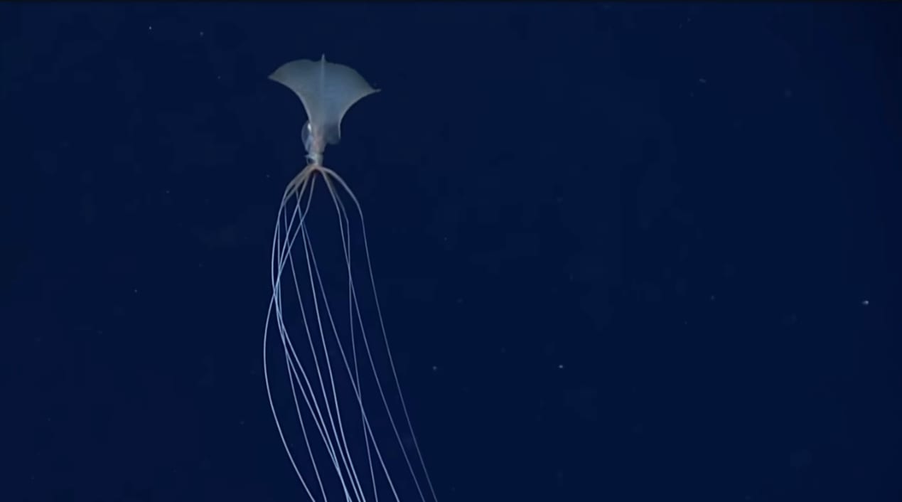 Deep-Sea Robot Captures Rare Footage of Elusive Bigfin Squid Off California Coast
