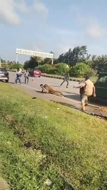 Injured Tiger Attacks Forest Guard During Rescue Operation in India