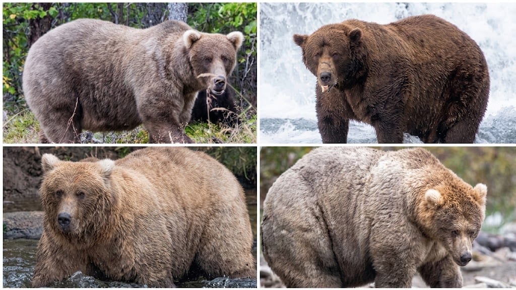 Millions Worldwide Are Voting for Alaska's Fattest Bear
