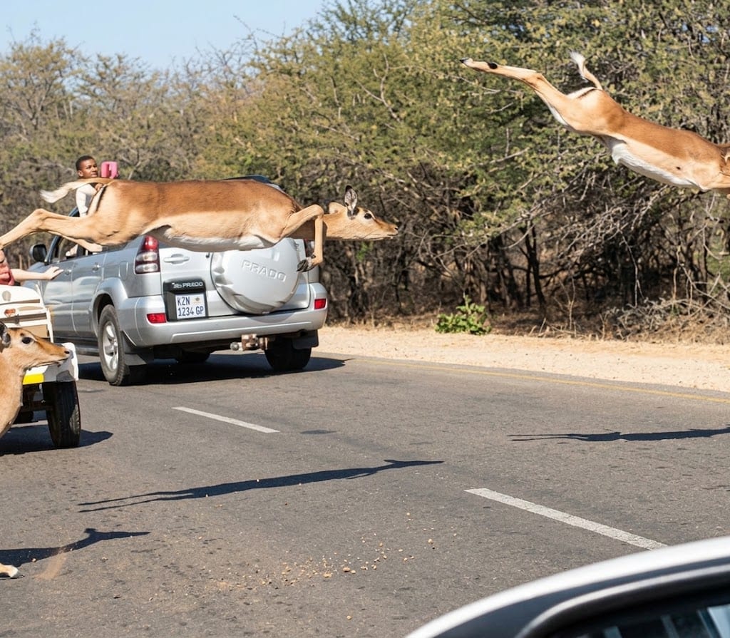 Cheetah Behind You: Stunning Footage of Impala Soaring Over Safari Road