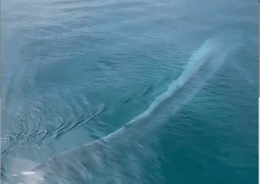 80-Foot Pygmy Blue Whale Surfaces Next to Famous Australian Pier