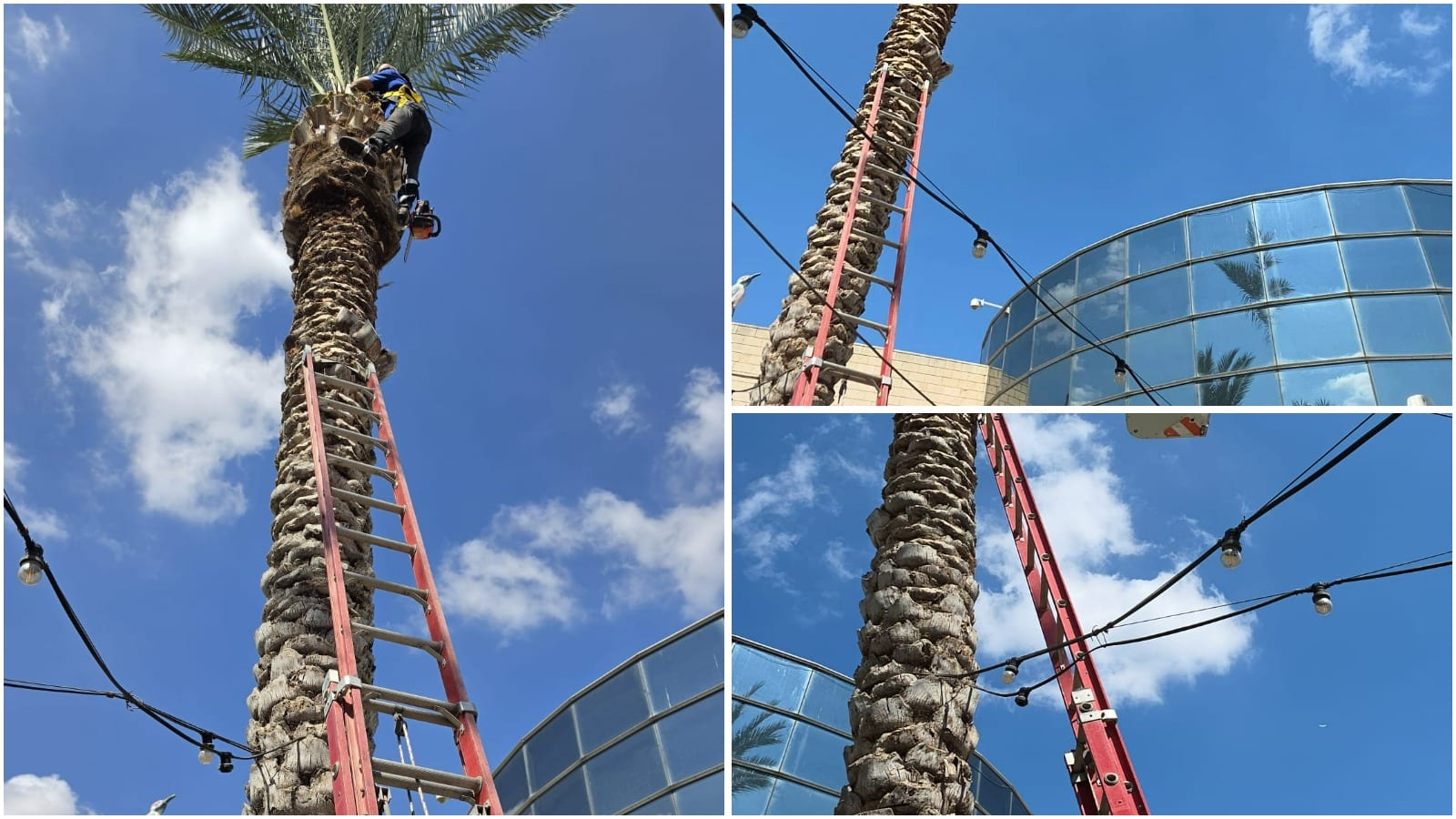 Man Climbs Tree for Sukkah Schach, Gets Stuck 40 Feet Up