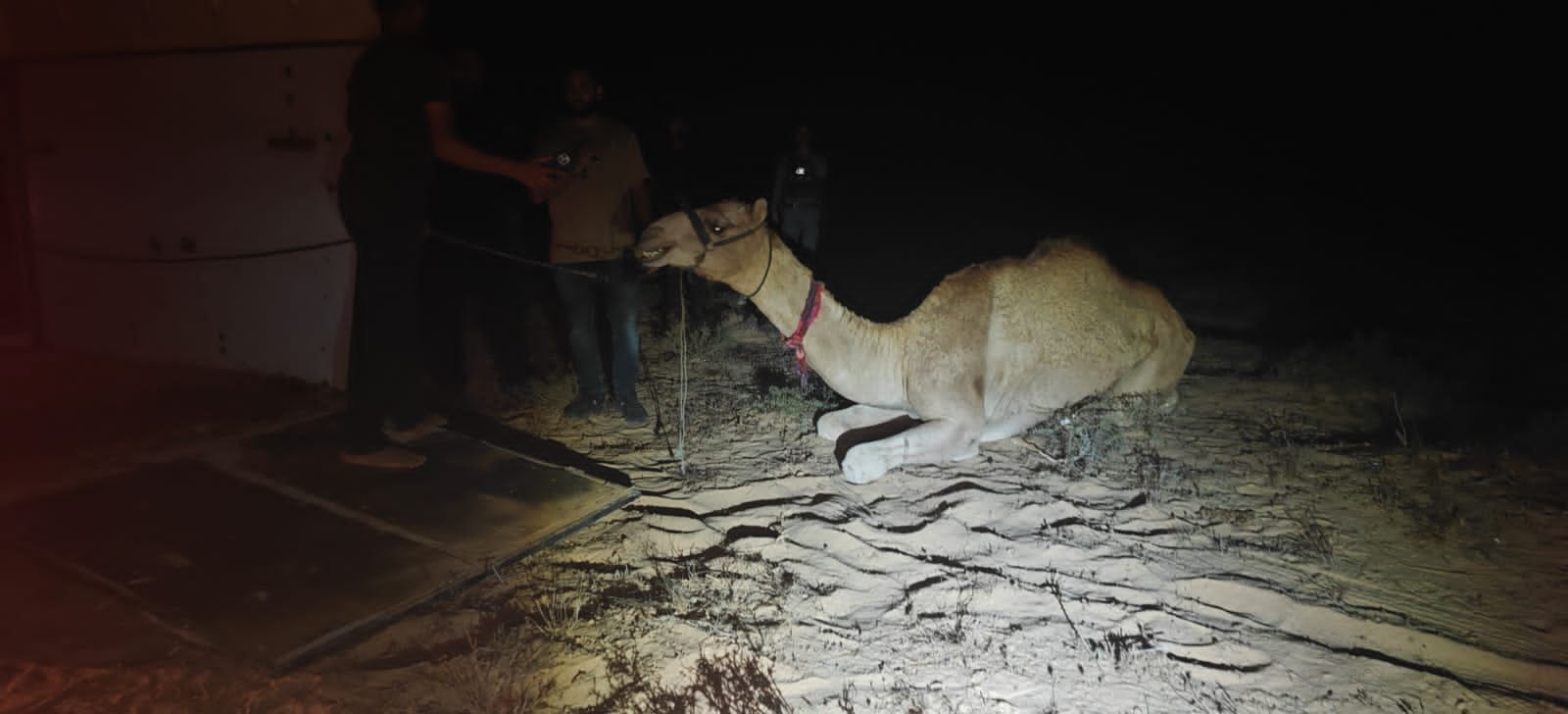 Police Raid Breaks Up Illegal Camel Race in Negev Moments Before Start