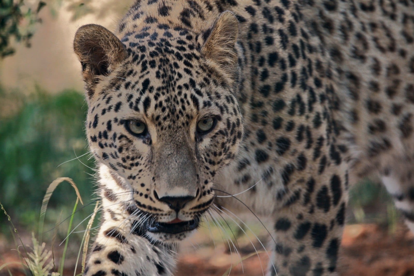 Ramat Gan Safari Names New Persian Leopard after Deni Avdija
