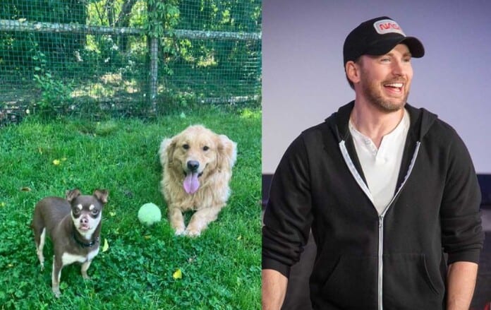 Hollywood Star Recruits for Two Inseparable Shelter Dogs—and it Worked