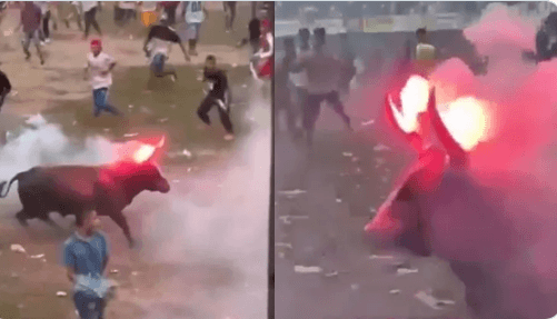 Colombia: Bull with Fireworks Strapped to its Horns Charges Crowd at Festival
