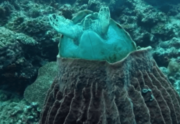 Divers Thought the Sea Turtle Was Dead Inside the Sponge — Then the Truth Came Out