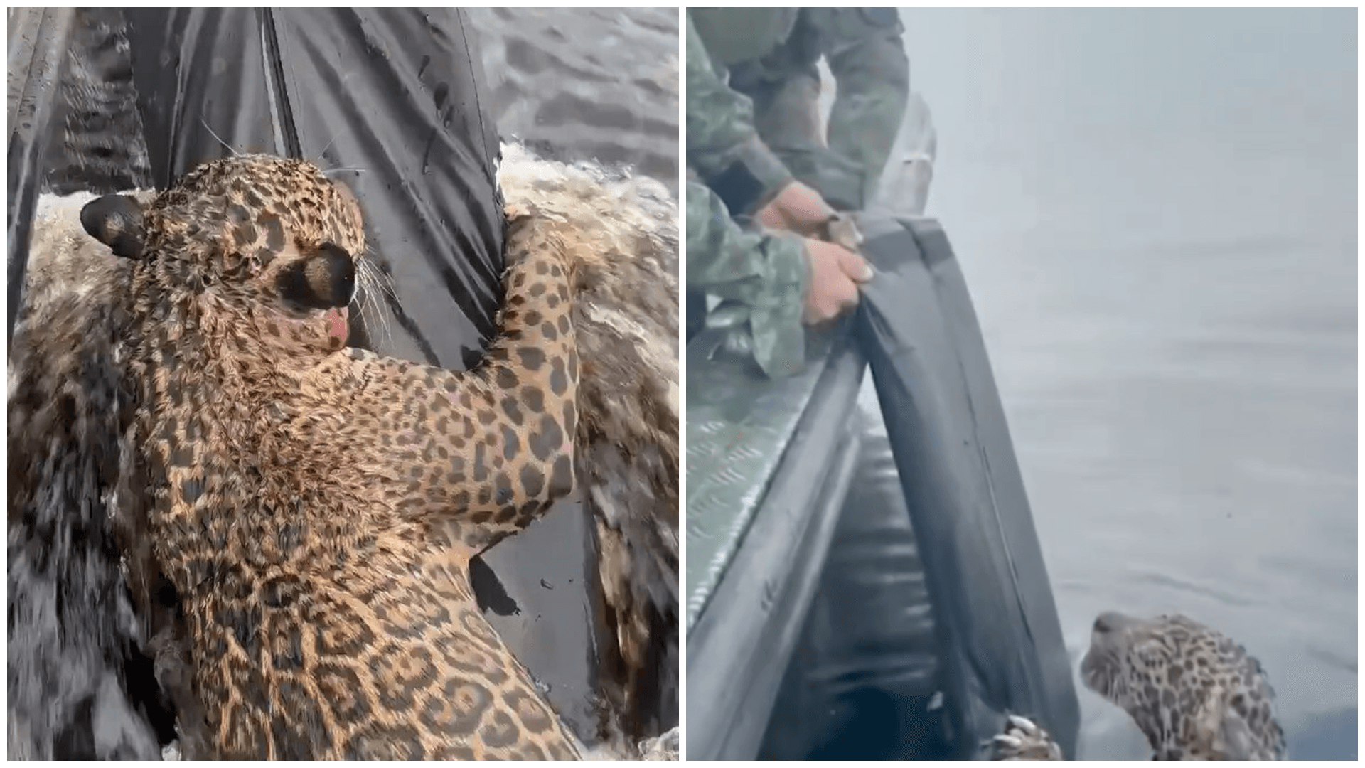 Shot 30 Times and Left to Drown: Jaguar Rescue in the Amazon