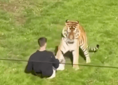 Man Seriously Injured After Entering Tiger Enclosure at Yorkshire Wildlife Park