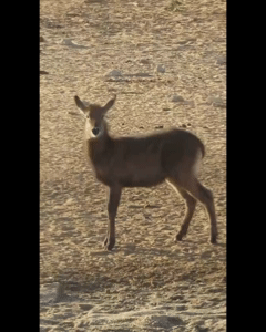 Baby Waterbuck Born at Safari Ramat Gan With Heart-Shaped Mark on Nose