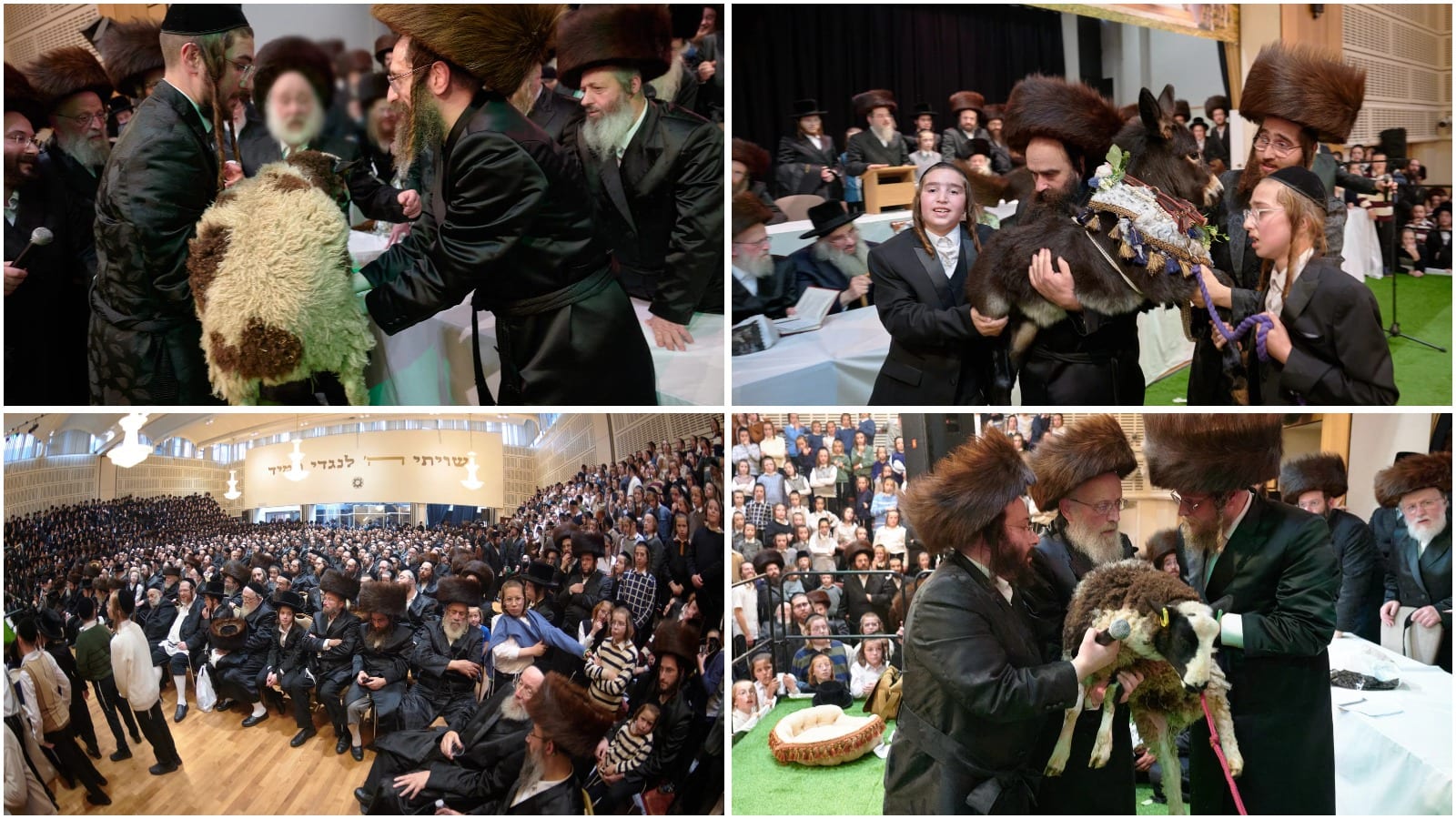 Thousands Pack London Hall for Rare Pidyon Peter Chamor Ceremony | In Color