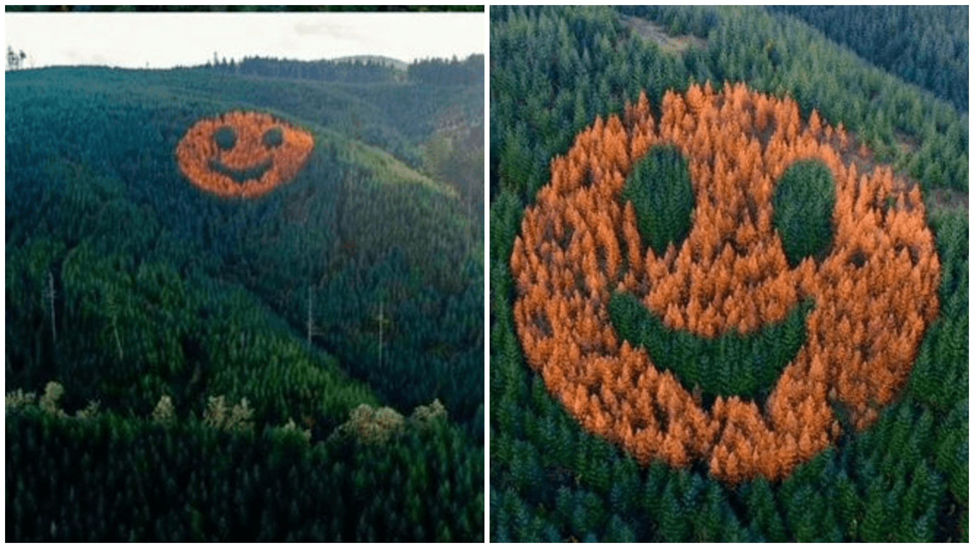 Oregon Forest Hides 300-foot Smiley Face, Visible Only in Autumn