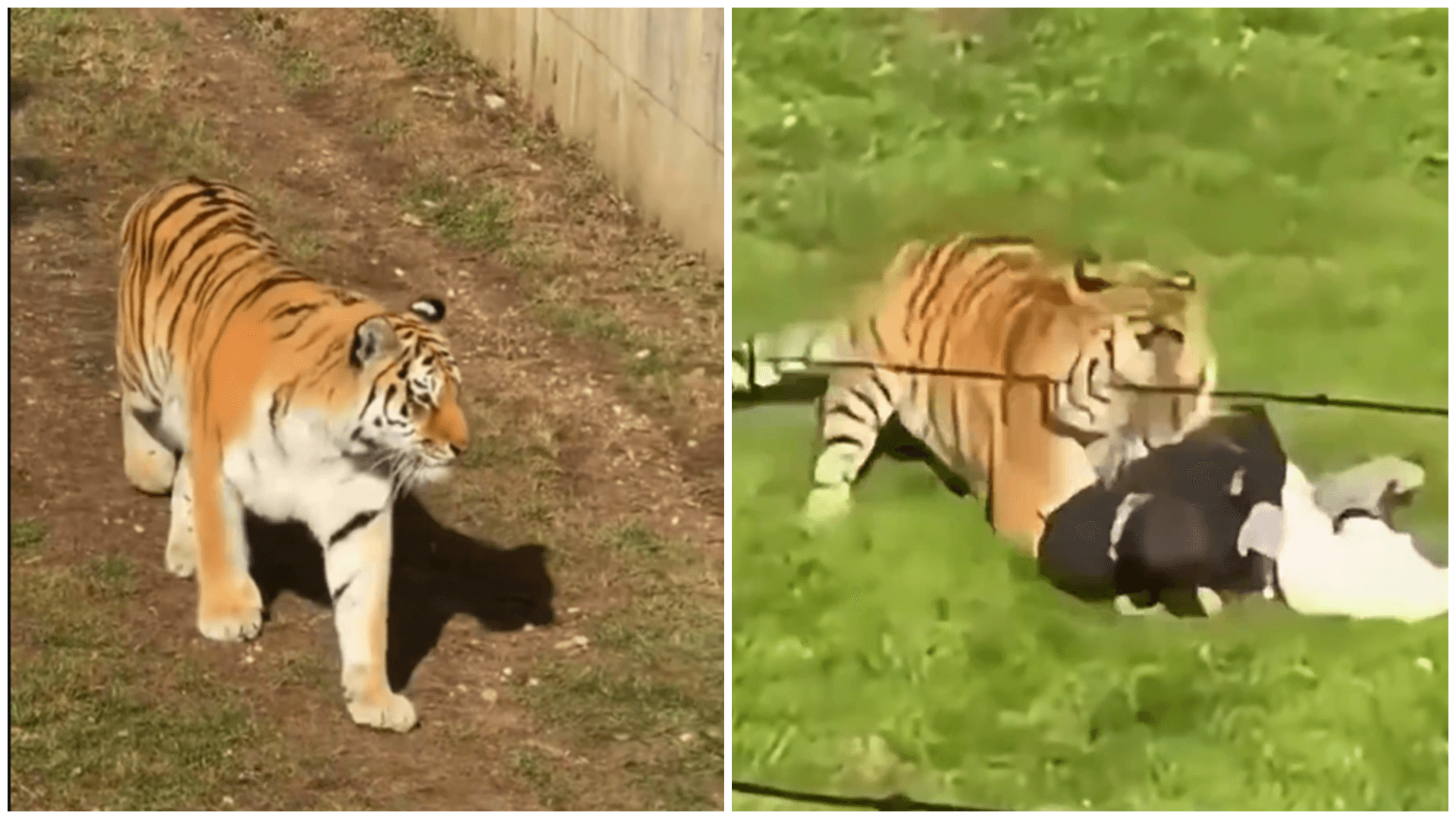 English Zoo Vows Tiger that Killed Intruder will Not Be Put Down