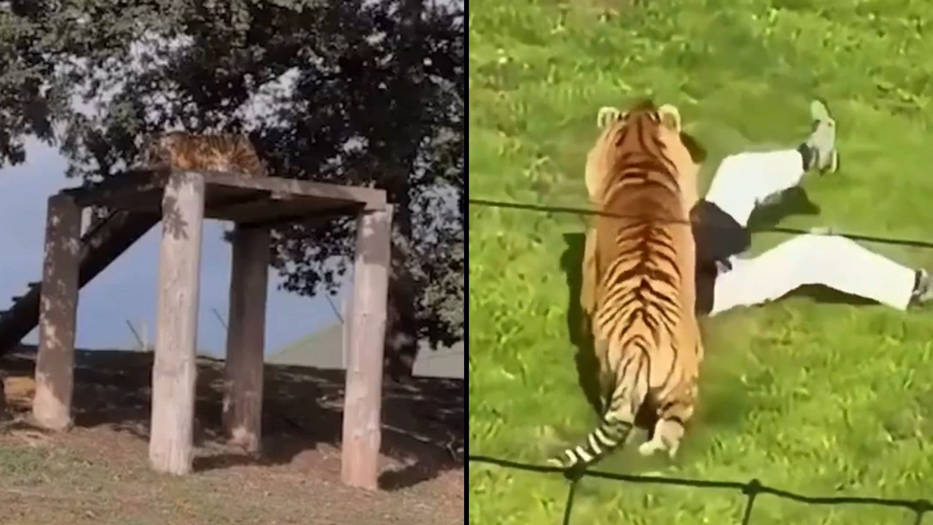 Man Filmed Himself Seconds Before Fatal Tiger Attack at Yorkshire Park