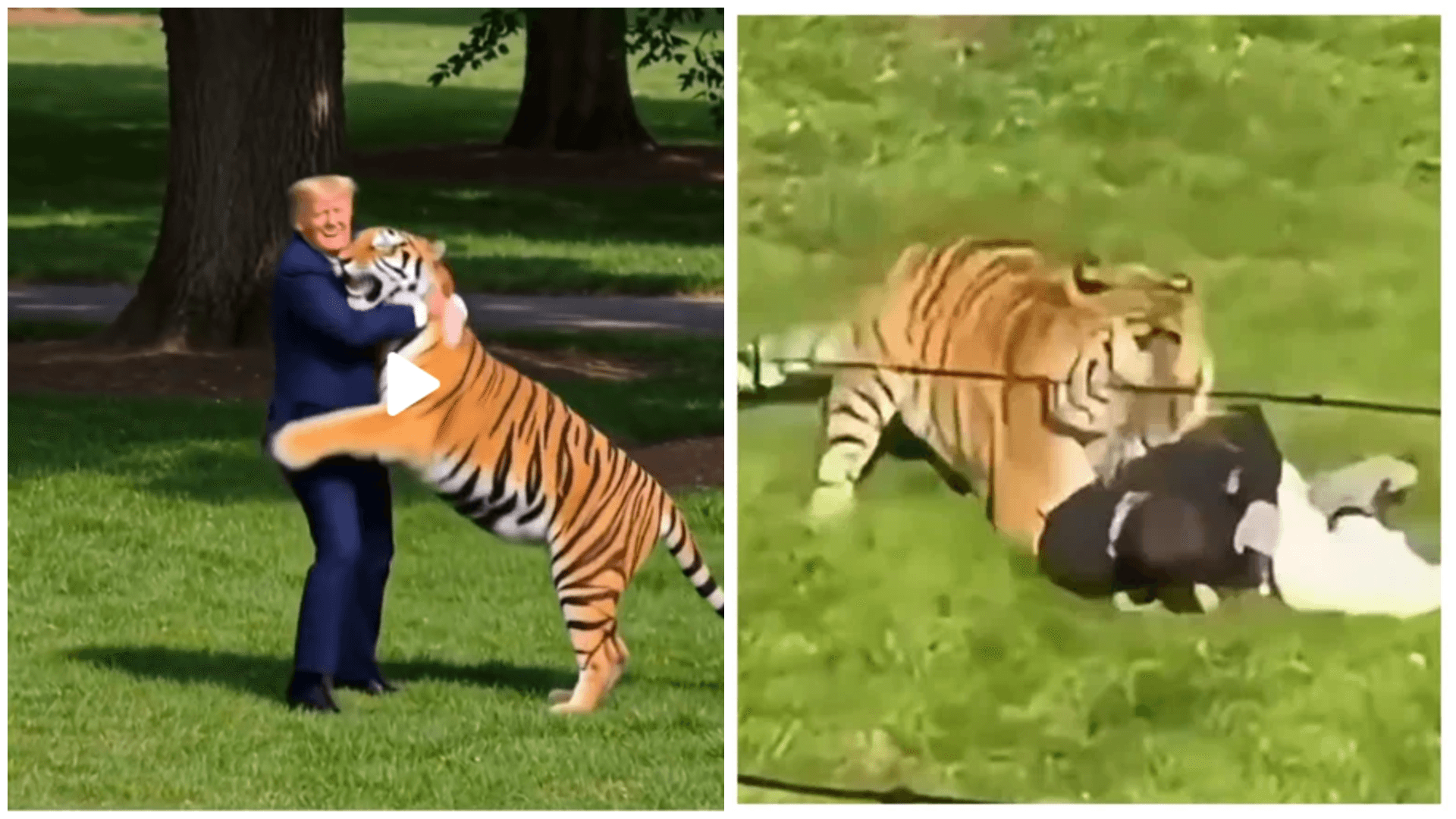 No One is Impressed: Trump Shares Graphic Tiger Attack Video