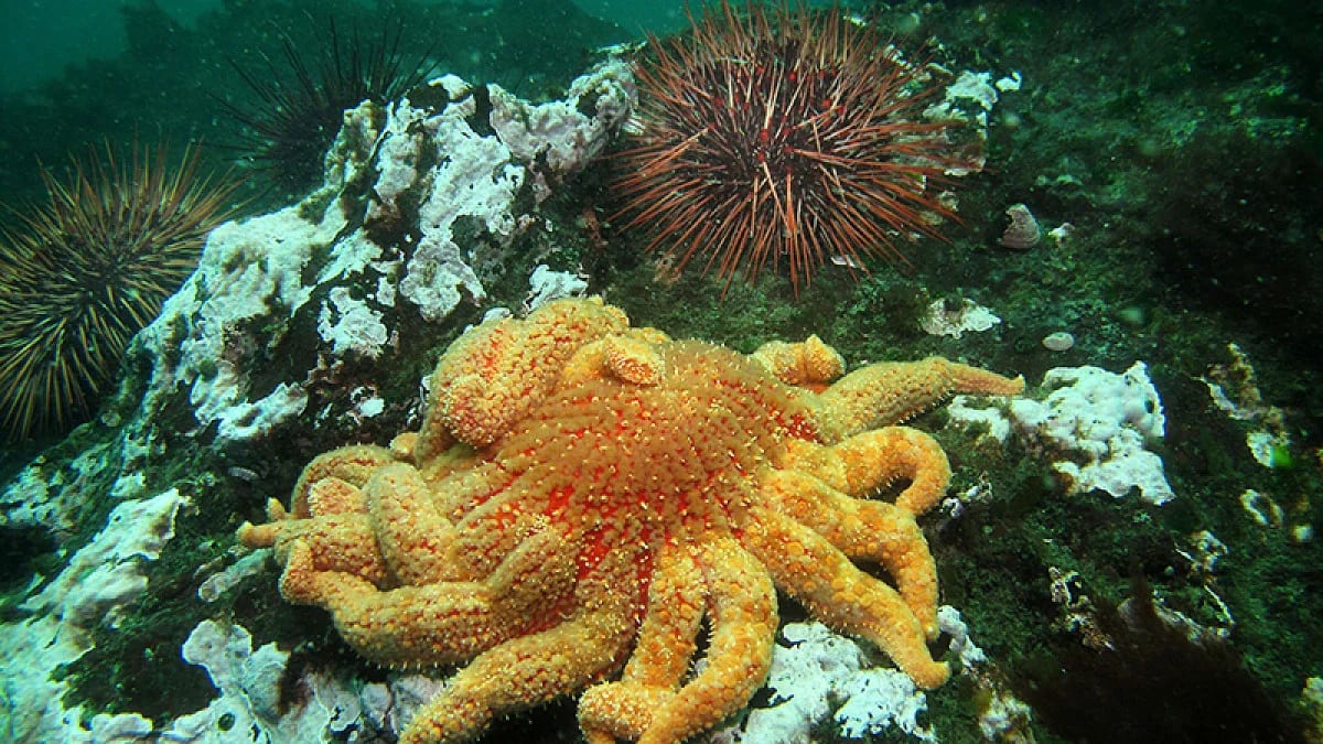 Scientists Breed 24-Armed Sunflower Sea Stars to Save California's Underwater Forests