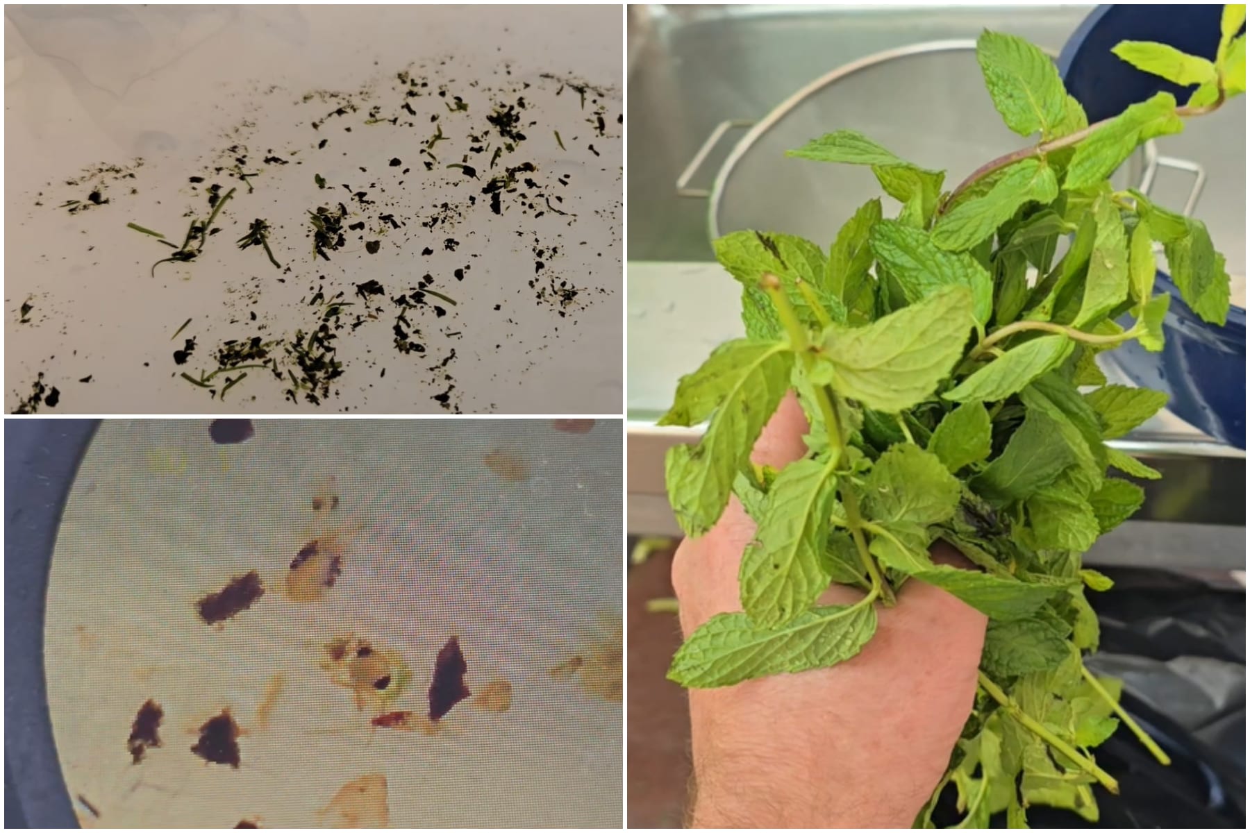 Kashrus Expert Checks Mint Leaves - and Finds Dozens of Insects