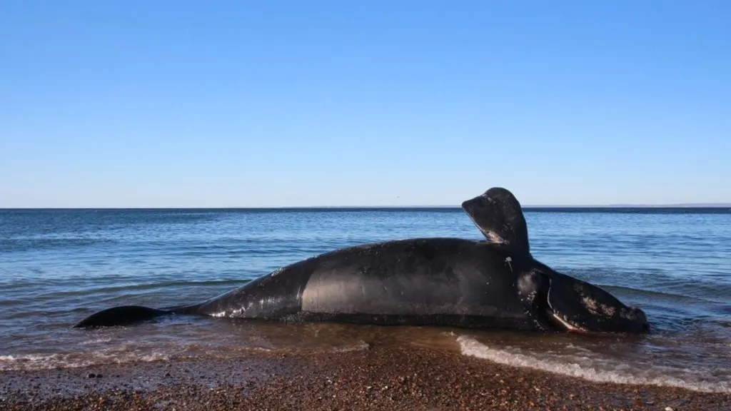 Over 300 Whale Calves Found Dead off Argentina Coast in Four Months