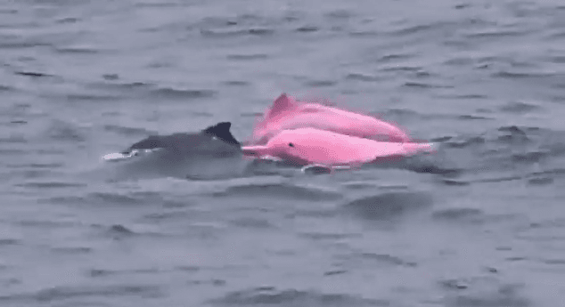 Pink Dolphin Spotted off Oman Coast Stuns Beachgoers | WATCH