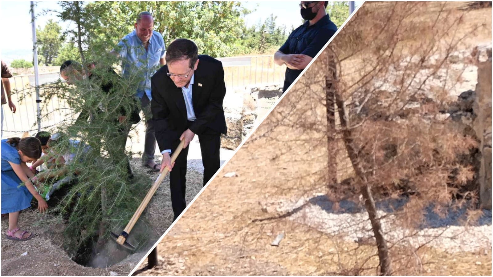 מבוכה בגוש עציון: עץ הארז שנטע הנשיא התייבש
