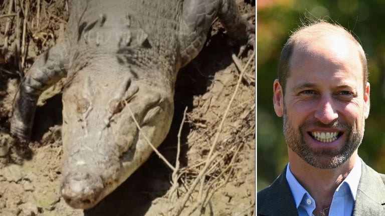 במחווה מלכותית: התנין הענק שנקרא "הנסיך ויליאם"