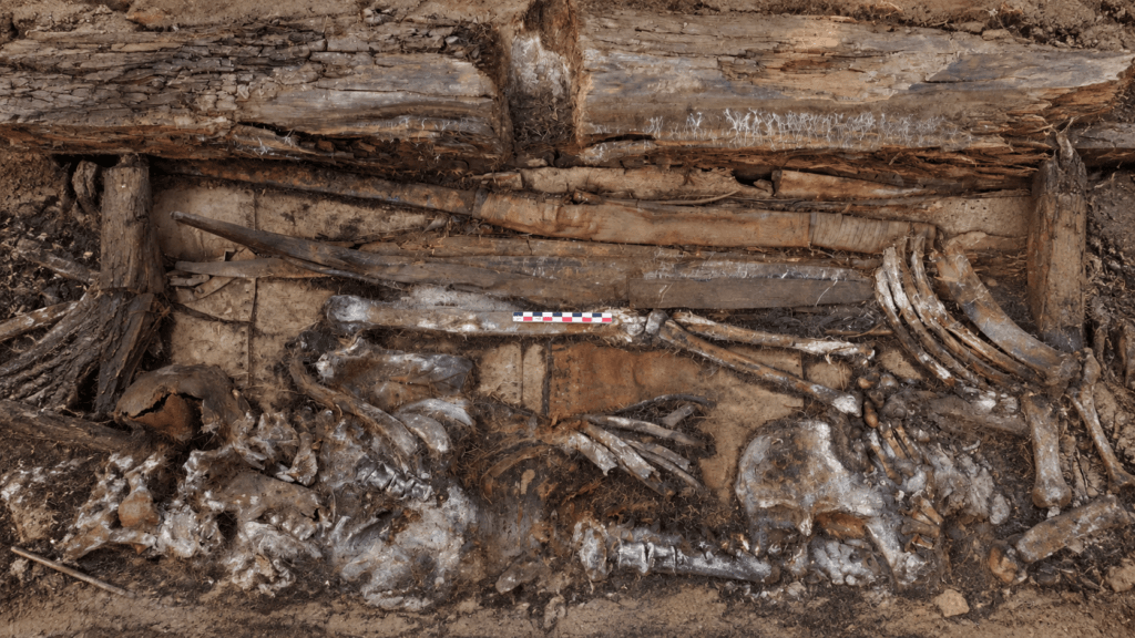 החוקרים מתקשים להגדיר: קברו של לוחם בסיביר חשף נשק מסתורי