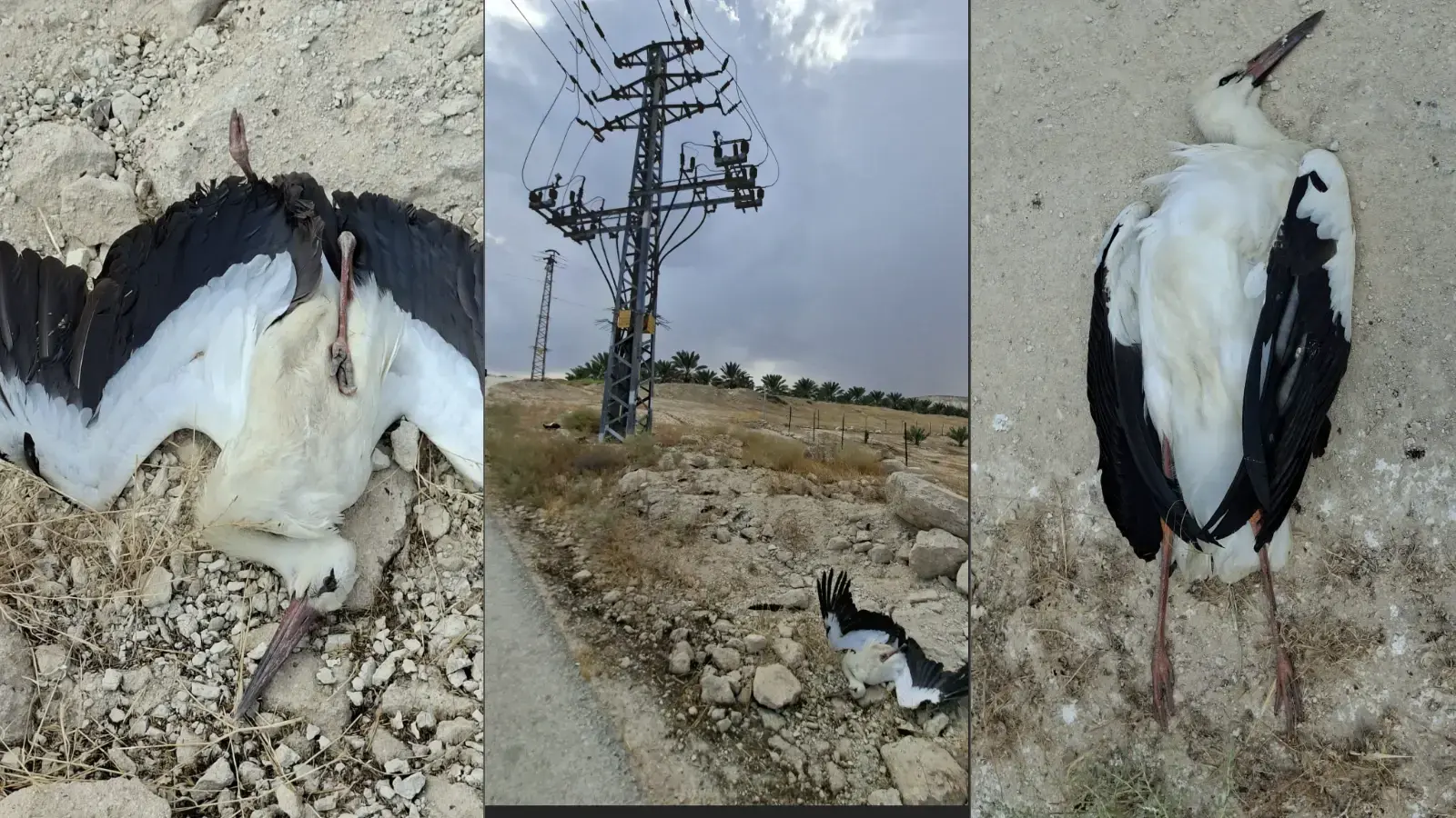 קורע לב: עשרות חסידות נמצאו מתות לאחר שהתחשמלו בבקעת הירדן