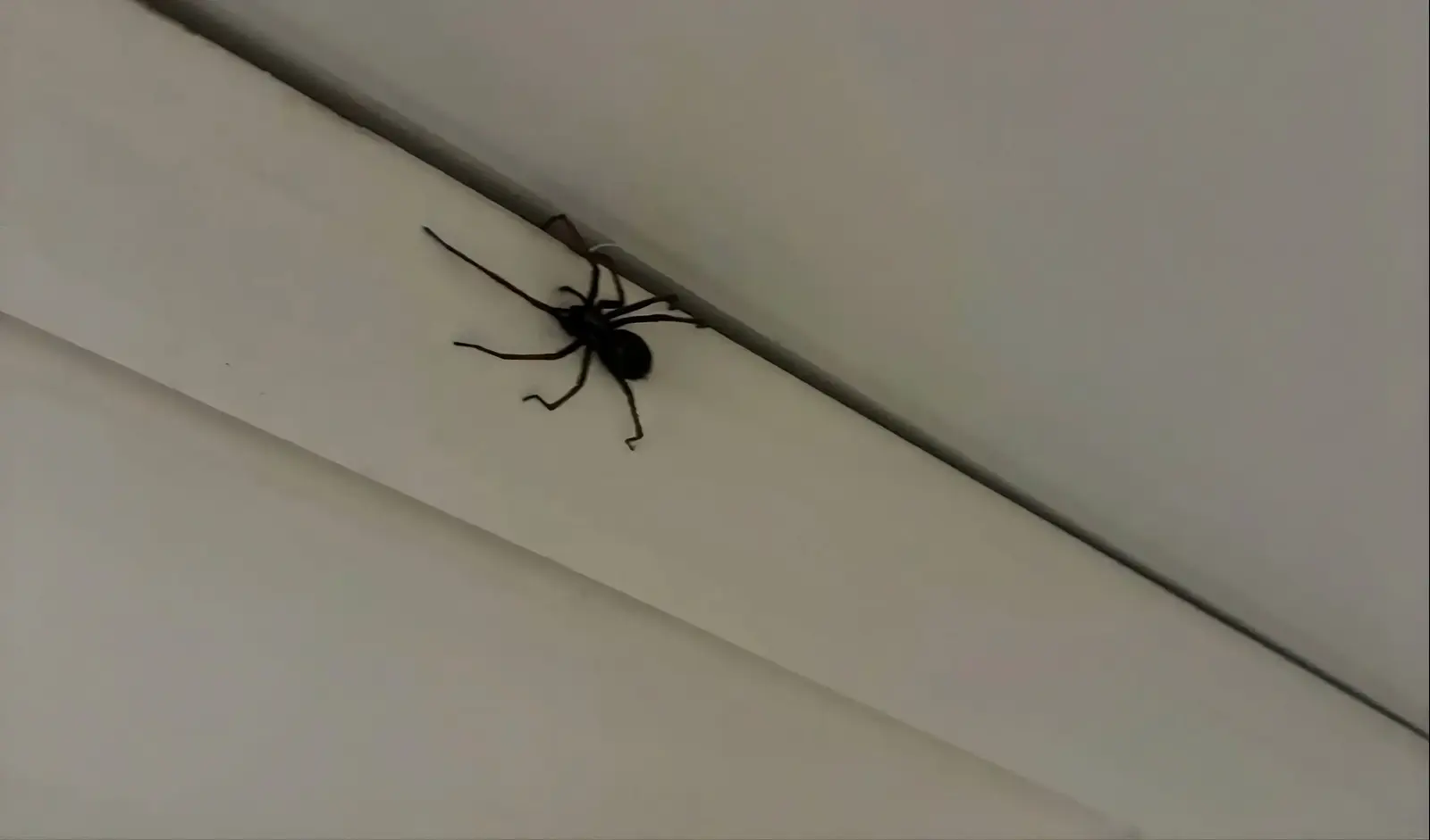הייתם עוברים דירה? עכביש "בגודל של כלב" הופיע לה בבית
