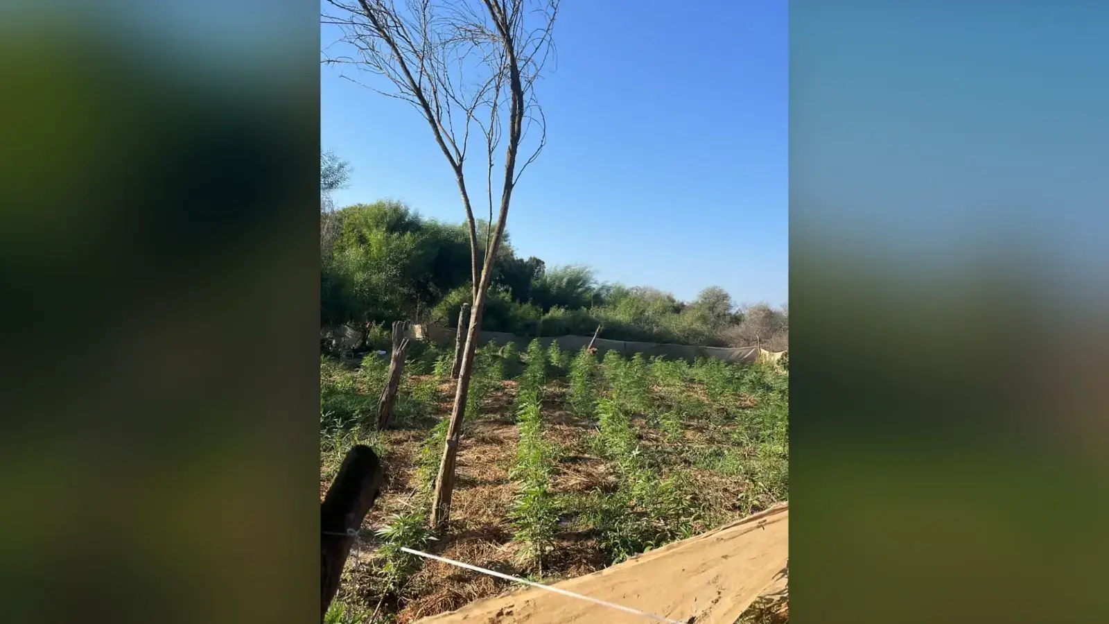 תיעוד: נתפסו "על חם" בכניסה לחוות קנאביס באזור חוות השיקמים
