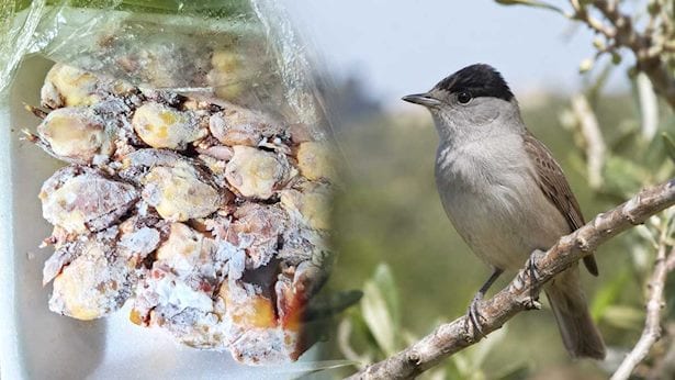 תיעוד מזעזע נחשף בישראל: אלפי ציפורי שיר הוקפאו ונמכרו למאכל