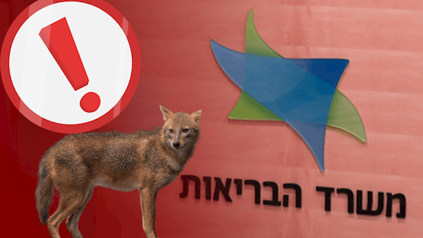 תן נגוע בכלבת אותר בצפון: משרד הבריאות באזהרה דחופה לציבור