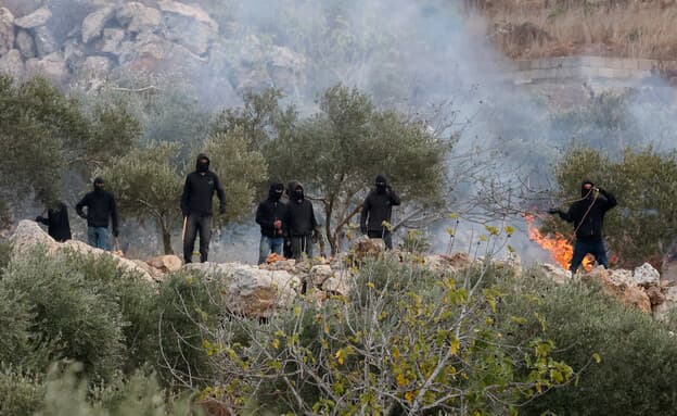 רב בכיר בציונות הדתית: מותר למסוק זיתים של פלסטינים
