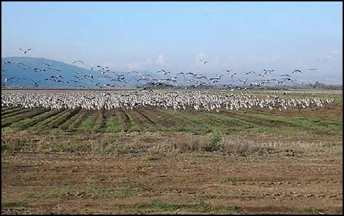 First Cranes of Season Arrive at Israel’s Hula Lake
