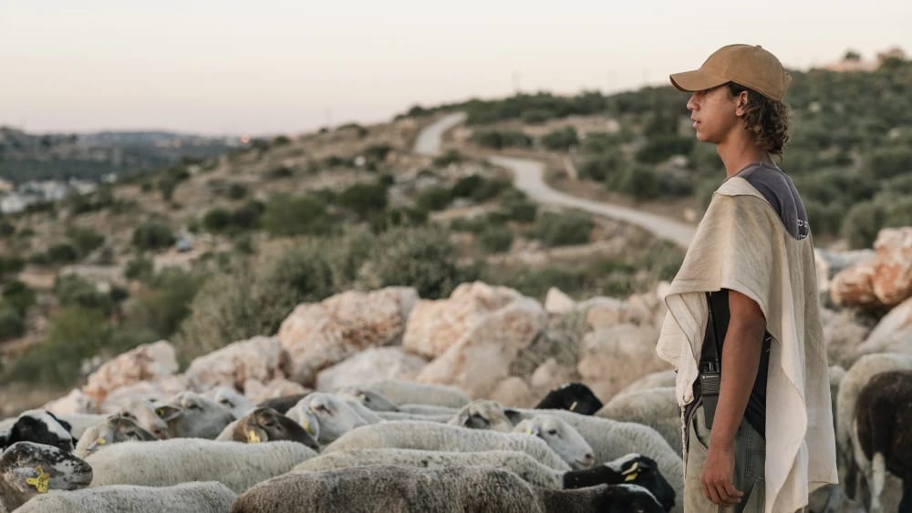Judea and Samaria Farmers Brace for Disruptions During Olive Harvest