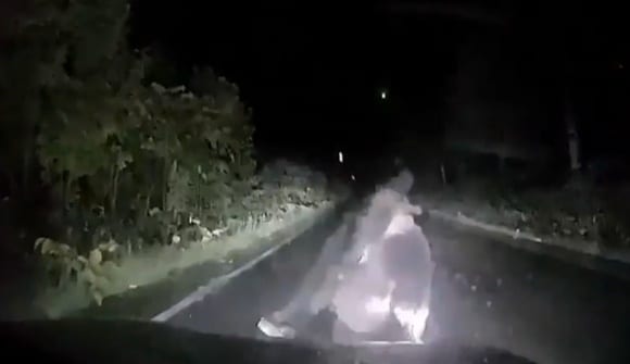 Видео: В Японии медведица атаковала автомобиль, защищая детеныша