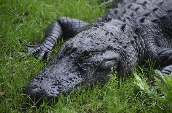 Во Флориде аллигатор длиной 3,6 метра убил 71-летнего рыбака