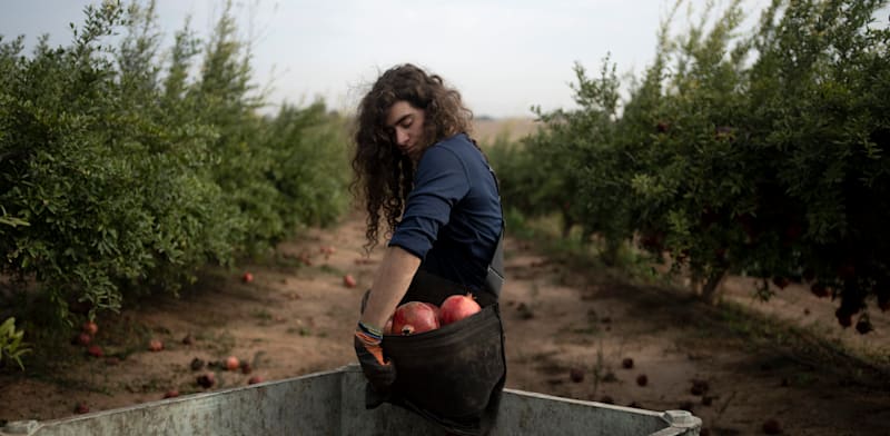 בלי קופות ובלי תיווך: קבוצות הוואטסאפ שמביאות את התוצרת ישירות מהחקלאים