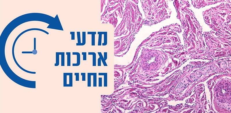 חוקרים מתחילים לגלות את "מערכת התחבורה" שבגוף