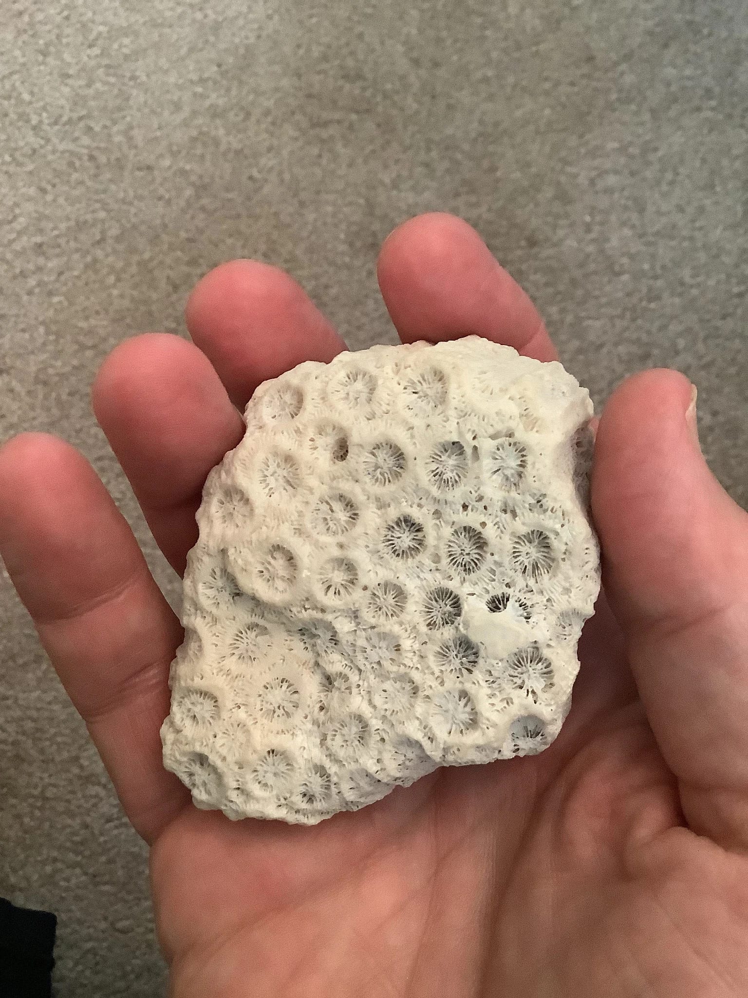 Holding the Fifth Day of Creation in my Hand