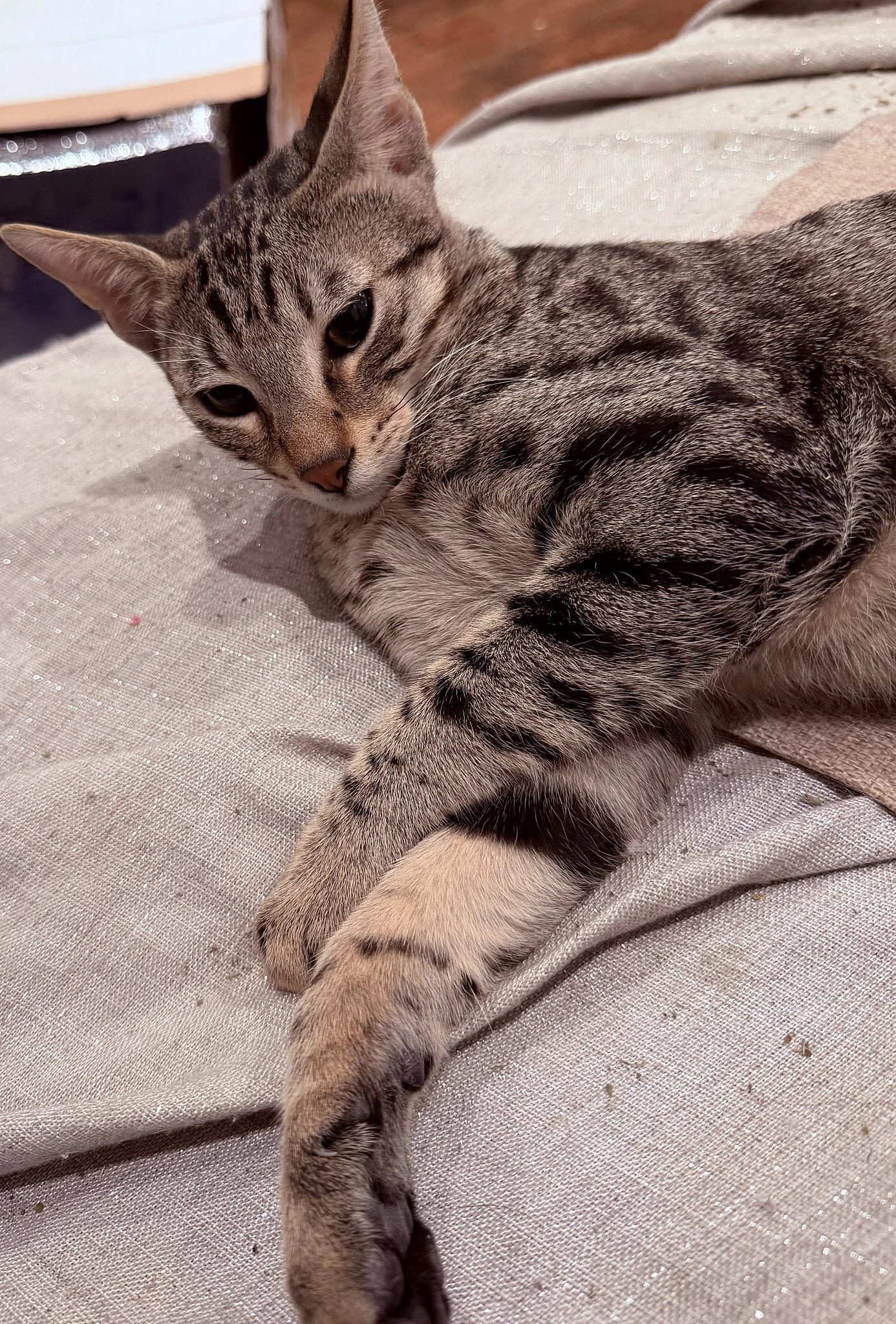 Kanaani: The Royal Heirs to King Solomon’s Feline Throne