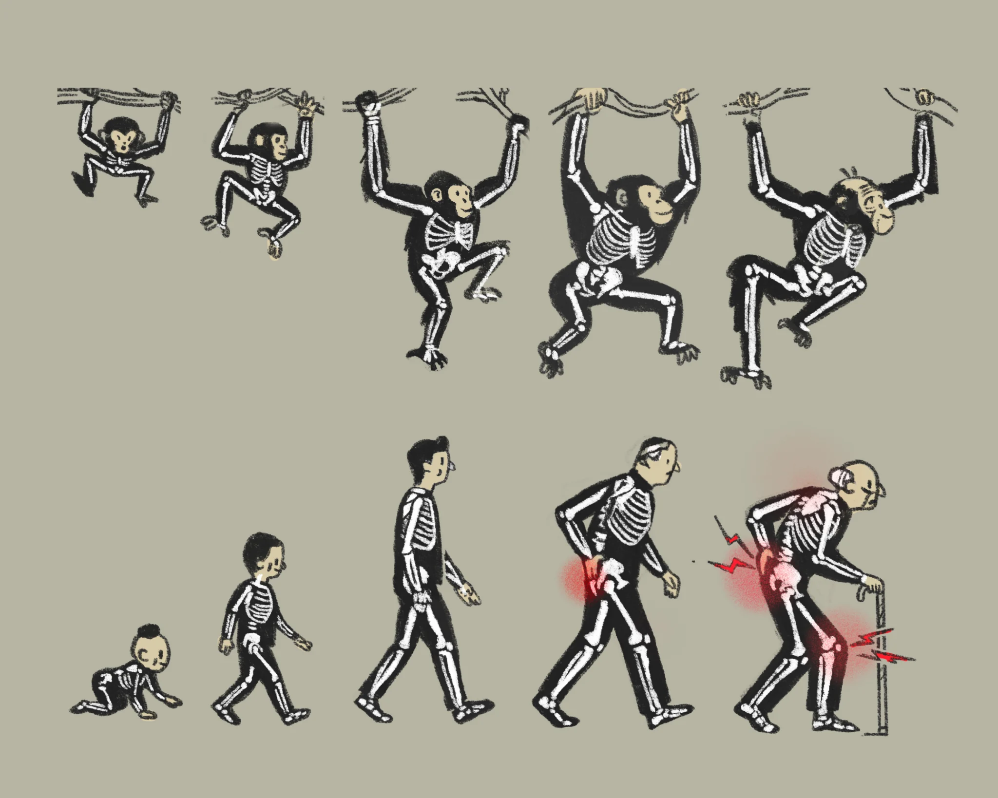 Weak knees, smart brains: Israeli study gets to the bottom of genetic evolution