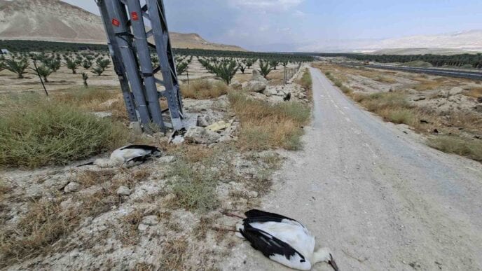 כ-30 חסידות התחשמלו למוות בבקעת הירדן; החברה להגנת הטבע: התופעה חוזרת מדי שנה