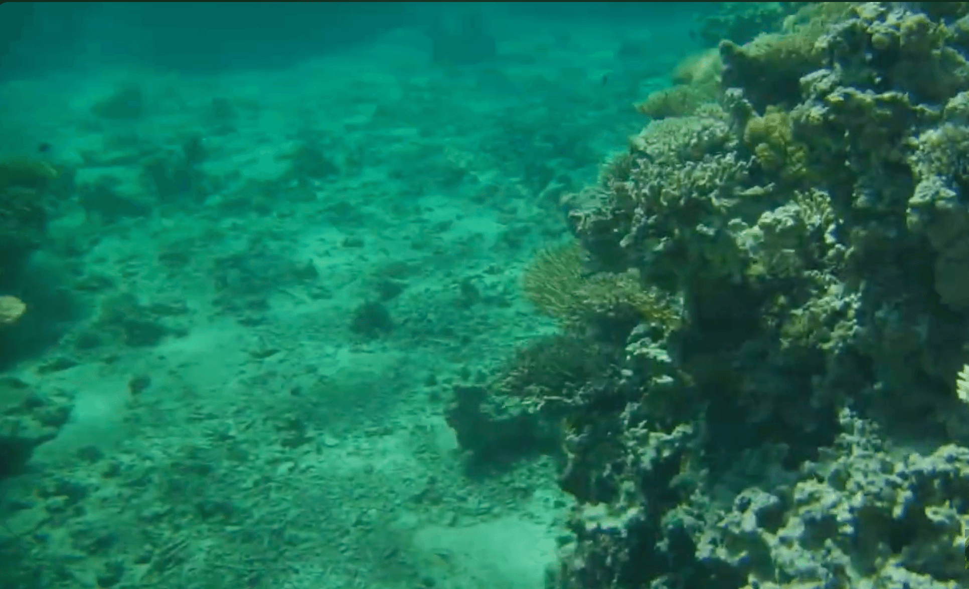 Aqaba’s Coral Reefs Earn Jordan a New UNESCO World Heritage Site