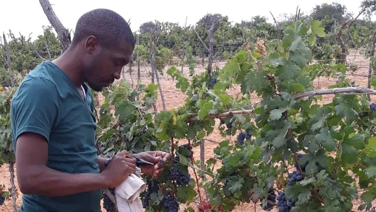 Israeli Agricultural Expertise Helps Cultivate Tanzania’s Growing Wine Industry