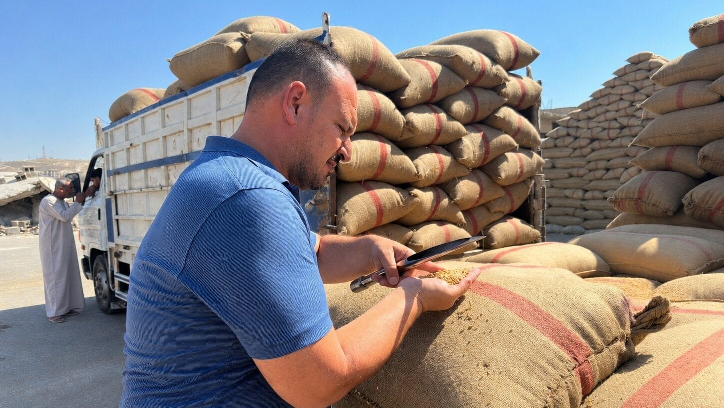 Can Syria Turn One Strong Wheat Season Into Lasting Food Security?