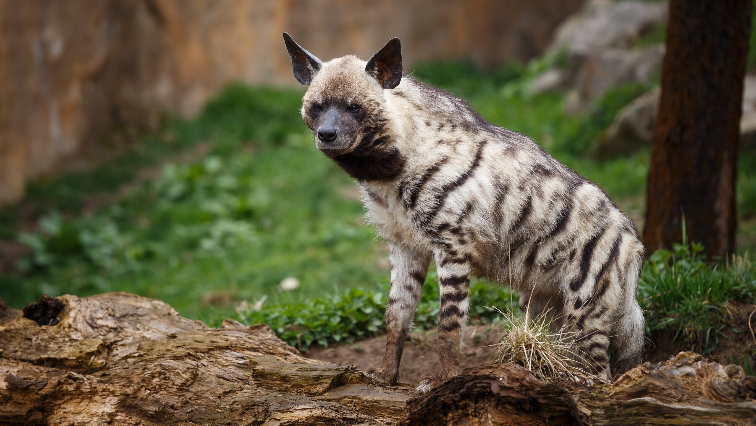 Neom’s First Striped Hyena Cub Signals a Return to the Wild